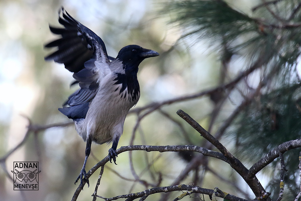 Hooded Crow
